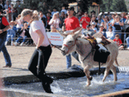 2012 donkey derby participant pulls their donkey through a shallow water pool