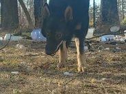 Wolf Hybrid Canine