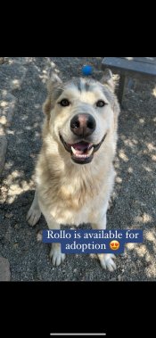 Rollo the Dog