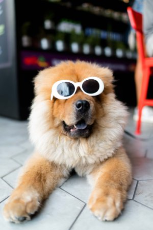 Chow Chow dog wearing white rimmed sunglasses.