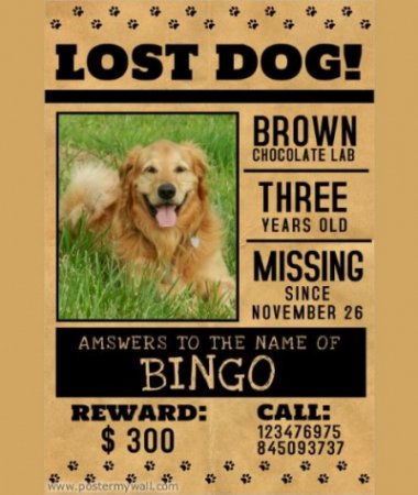 Lost Dog Flyer