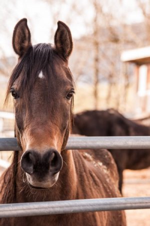 image of a horse in a corral