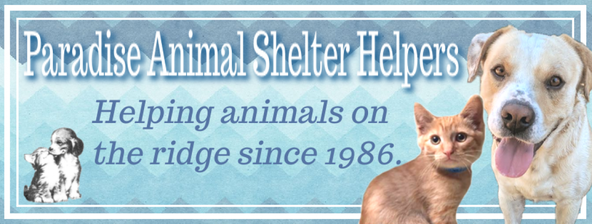 Volunteer for Paradise Animal Shelter Helpers (PASH) | Paradise, CA